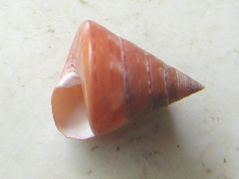 Esemplari famiglia Trochidae